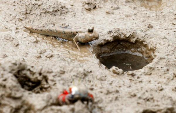 国家重要湿地，浙江新增2处！