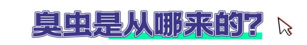 吸血为食！警惕与你“同床共枕”的它→