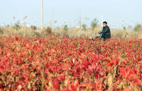 河北大城：辣椒喜获丰收