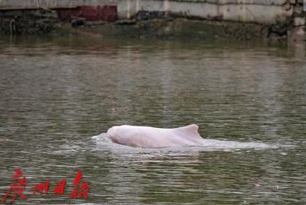 市民发现一疑似中华白海豚尸体，广州渔政部门正开展搜寻工作