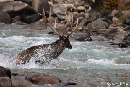 四川甘孜冬日 白唇鹿成群溪边喝水 四川甘孜冬日 白唇鹿成群溪边喝水