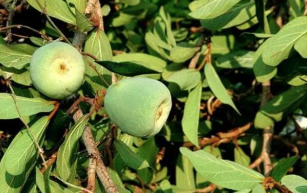 女子晒出一张照片，引无数网友热议！以前满地捡，现在找不到了…