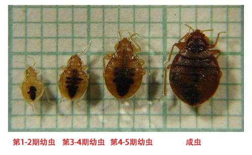 吸血为食！警惕与你“同床共枕”的它→