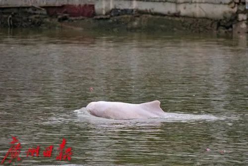 多人目击,发现疑似遗体!官方回应 多人目击,发现疑似遗体!官方回应