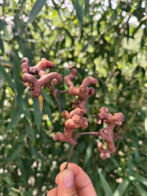 女子晒出一张照片，引无数网友热议！以前满地捡，现在找不到了…