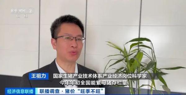 猪肉价格大降超40%