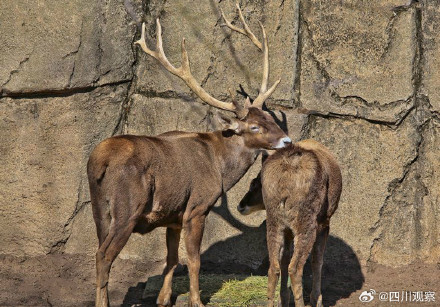 四川甘孜冬日 白唇鹿成群溪边喝水 四川甘孜冬日 白唇鹿成群溪边喝水
