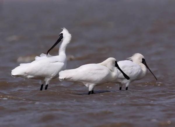 国家重要湿地，浙江新增2处！