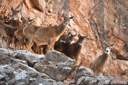 四川甘孜冬日 白唇鹿成群溪边喝水 四川甘孜冬日 白唇鹿成群溪边喝水