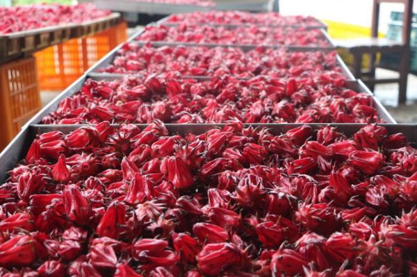 女子晒出一张照片，引无数网友热议！以前满地捡，现在找不到了…