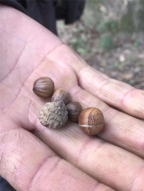 女子晒出一张照片，引无数网友热议！以前满地捡，现在找不到了…