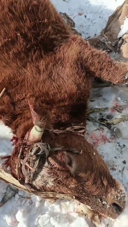 东北频现野生东北虎冬季下山觅食