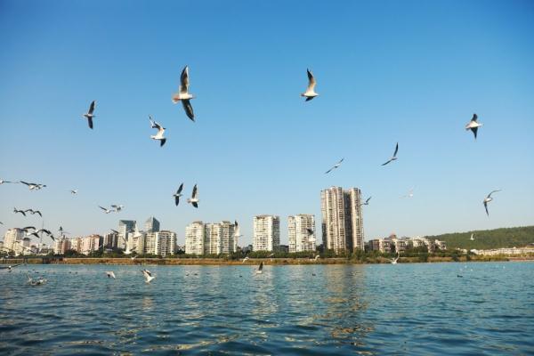 “老朋友”如约回家 红嘴鸥飞临绵阳涪江 “老朋友”如约回家 红嘴鸥飞临绵阳涪江