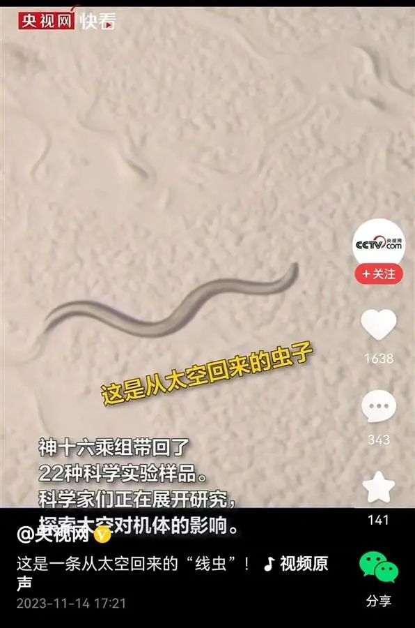 神十六乘组从太空带回的“线虫”,将被用于辐射研究 神十六乘组从太空带回的“线虫”,将被用于辐射研究