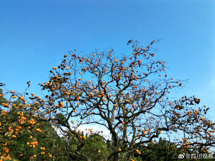 见者好运！四川的百年柿子瀑布又红了