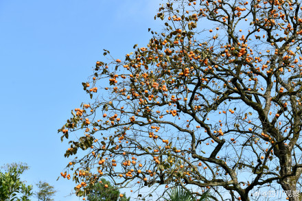 见者好运！四川的百年柿子瀑布又红了