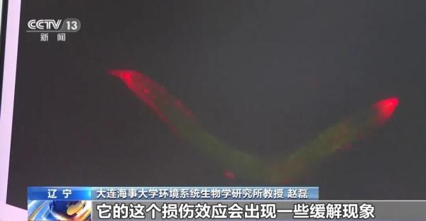 神十六乘组从太空带回的“线虫”,将被用于辐射研究 神十六乘组从太空带回的“线虫”,将被用于辐射研究