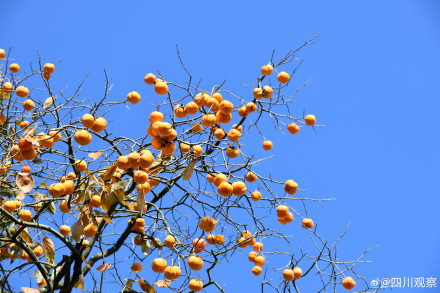 见者好运！四川的百年柿子瀑布又红了