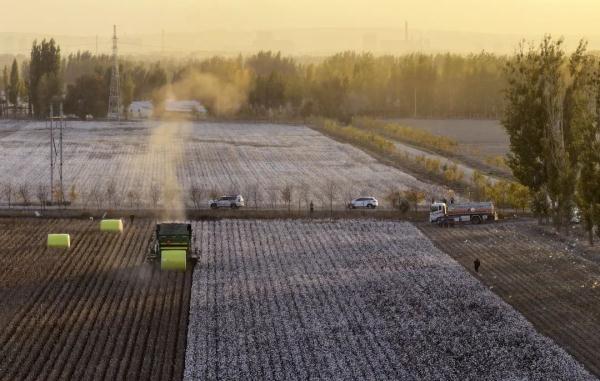 棉花价格下降,影响有多大? 棉花价格下降,影响有多大?