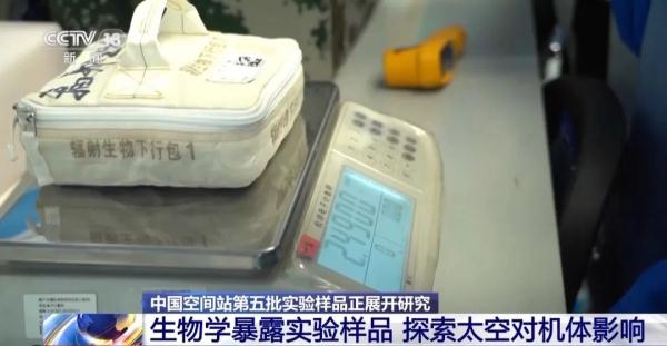 神十六乘组从太空带回的“线虫”,将被用于辐射研究 神十六乘组从太空带回的“线虫”,将被用于辐射研究