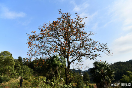 见者好运！四川的百年柿子瀑布又红了