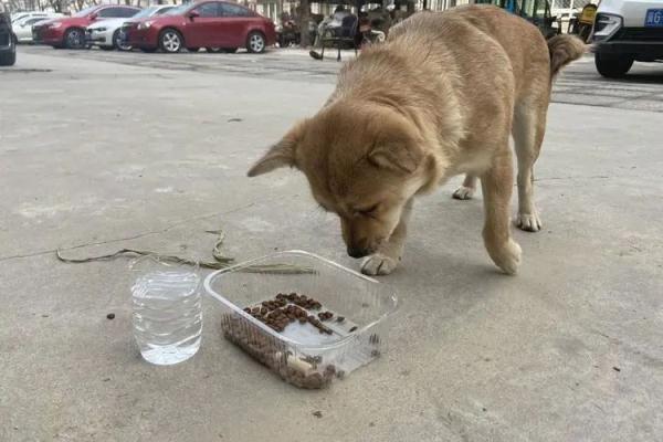 北京一男子遛狗未拴绳,致小孩大腿被咬伤!法院这样判→ 北京一男子遛狗未拴绳,致小孩大腿被咬伤!法院这样判→