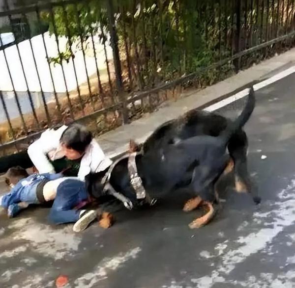 北京一男子遛狗未拴绳,致小孩大腿被咬伤!法院这样判→ 北京一男子遛狗未拴绳,致小孩大腿被咬伤!法院这样判→