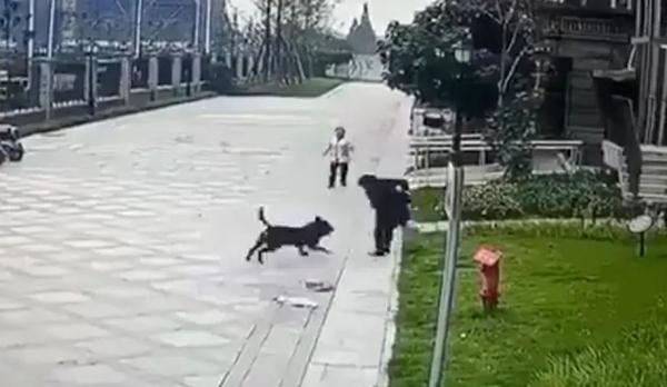 北京一男子遛狗未拴绳,致小孩大腿被咬伤!法院这样判→ 北京一男子遛狗未拴绳,致小孩大腿被咬伤!法院这样判→