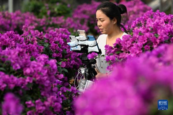 江苏沭阳：“花木之乡”的“美丽经济”