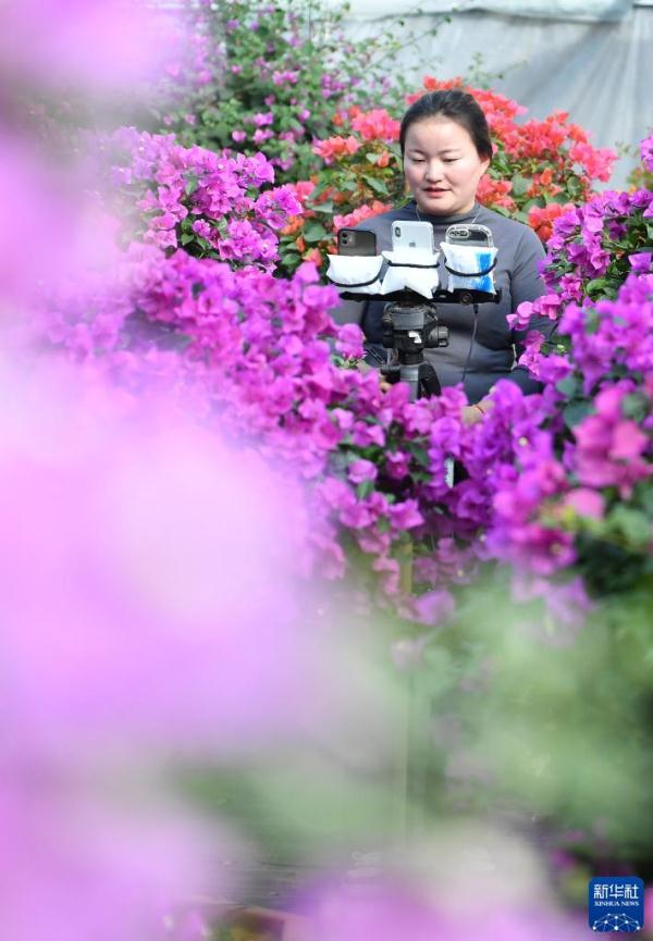 江苏沭阳：“花木之乡”的“美丽经济”
