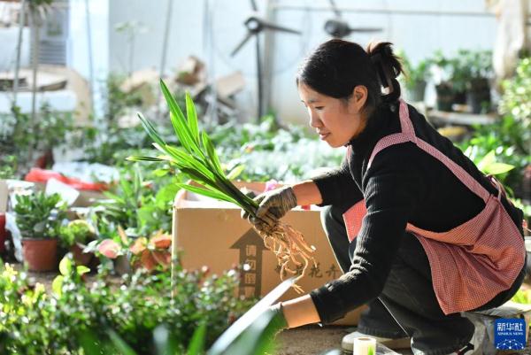 江苏沭阳：“花木之乡”的“美丽经济”