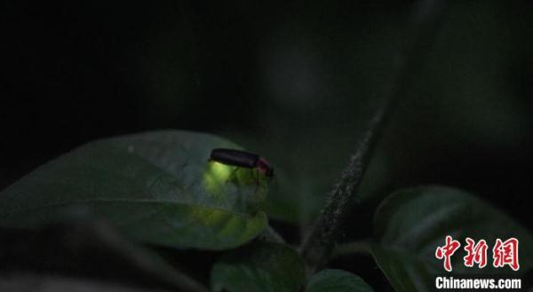 杭州首份城市萤火虫调查报告发布 杭州首份城市萤火虫调查报告发布
