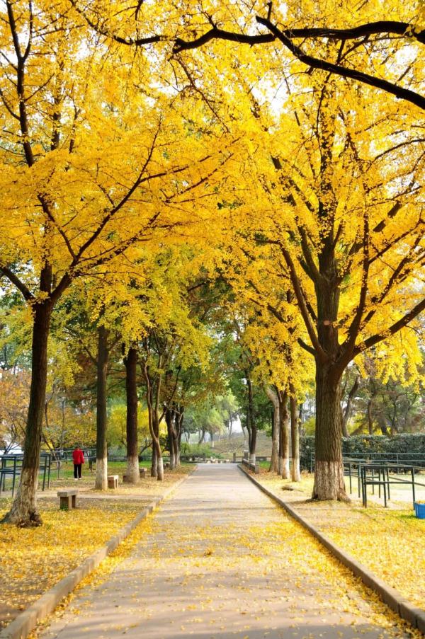 苏大发布公告：面向市民预约开放！