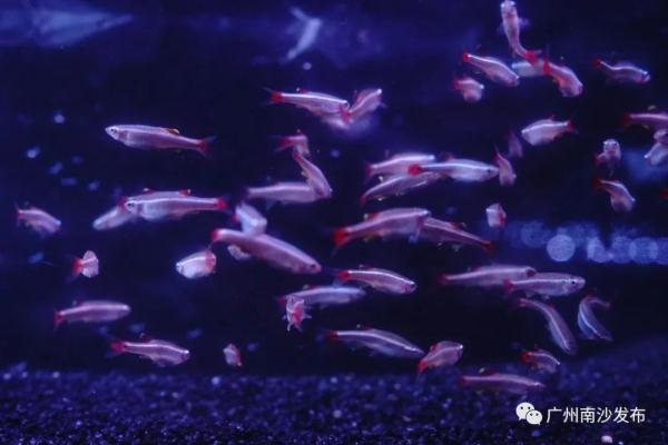全国最大！广州这里有个热带观赏鱼养殖基地
