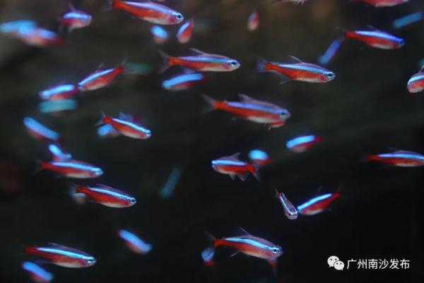 全国最大！广州这里有个热带观赏鱼养殖基地