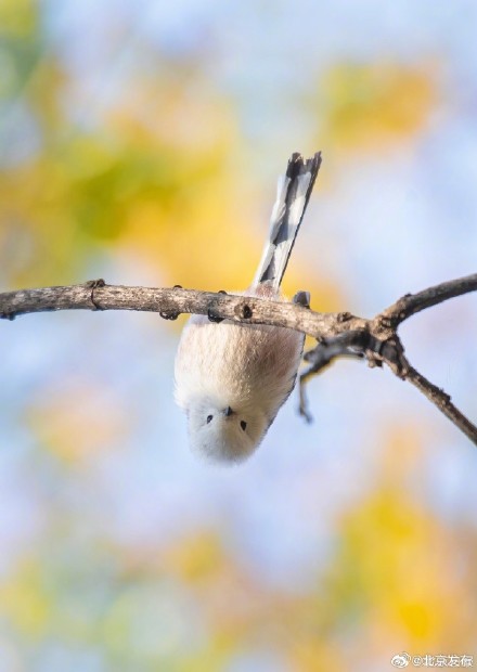 北京来了好多小肥啾，你见到了吗？