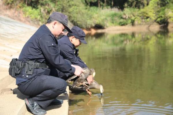 鸳鸯“约会”被抓了，警方出手相救