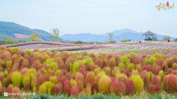 明起，杭州气温直逼历史纪录！最近每天都有新风景，抓紧出门！