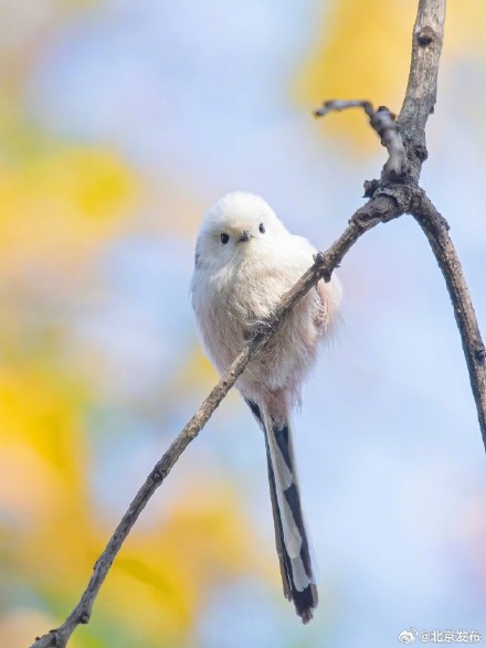北京来了好多小肥啾，你见到了吗？
