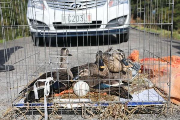 鸳鸯“约会”被抓了，警方出手相救