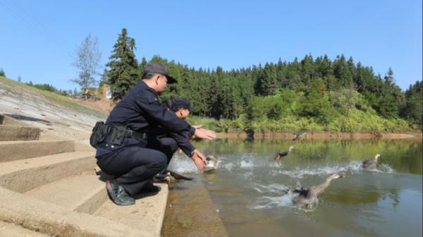 鸳鸯“约会”被抓了，警方出手相救