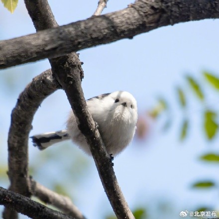 北京来了好多小肥啾，你见到了吗？