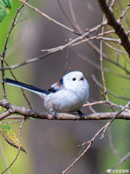 北京来了好多小肥啾，你见到了吗？