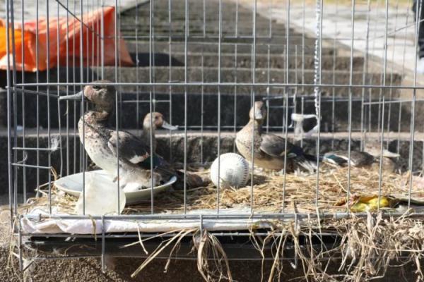 鸳鸯“约会”被抓了，警方出手相救