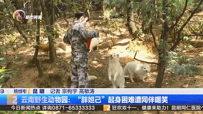 体重超标、翻身困难！圆滚滚的“胖妲己”遭同伴嘲笑！网友：它好尴尬好无奈……