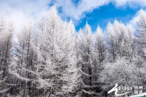 五寨管涔山之巅现雾凇奇观 五寨管涔山之巅现雾凇奇观