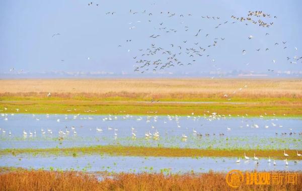 这个冬天,来南昌看鸟吧! 这个冬天,来南昌看鸟吧!