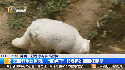 体重超标、翻身困难！圆滚滚的“胖妲己”遭同伴嘲笑！网友：它好尴尬好无奈……