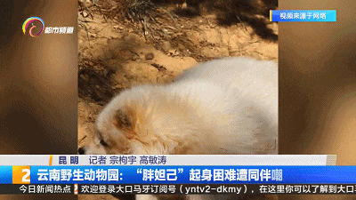体重超标、翻身困难！圆滚滚的“胖妲己”遭同伴嘲笑！网友：它好尴尬好无奈……