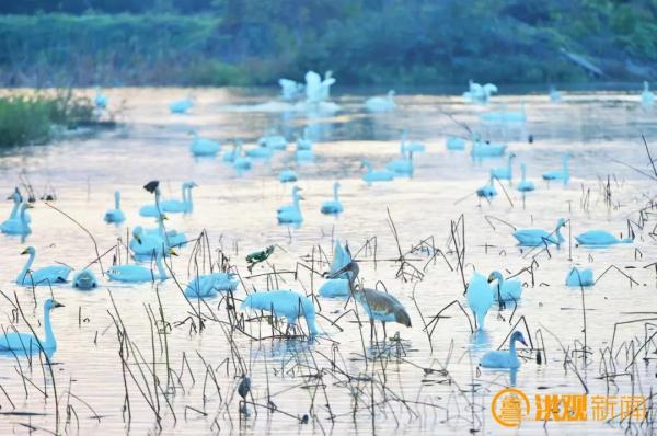 这个冬天,来南昌看鸟吧! 这个冬天,来南昌看鸟吧!